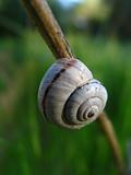 Little snail on brown branch