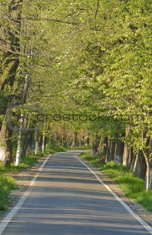Road in a summer park