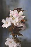 Bumblebee on Japanese cherry