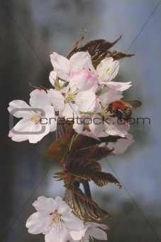 Bumblebee on Japanese cherry