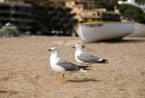 Seagulls on a coast
