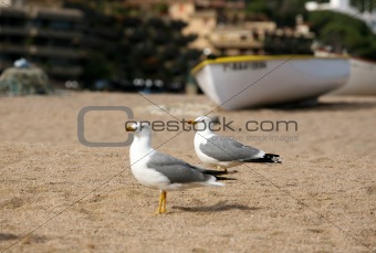 Seagulls on a coast