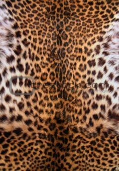 Skin of the leopard