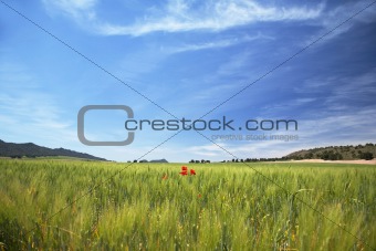 landscape with red poppis