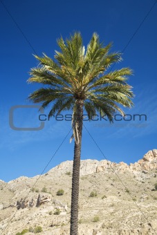palm with blue sky