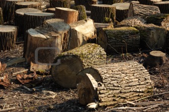 Bunch of logs