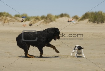playing dogs on the beach