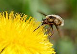 Beefly (Bombylius)