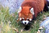 Red panda close-up