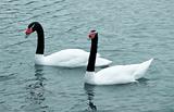 black necked swan