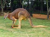 Kangaroo on grass