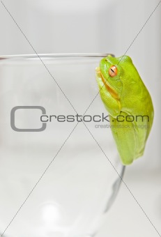 green tree frog on glass