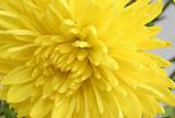 macro of yellow chrysanthemum