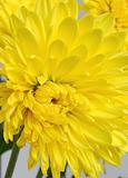 close-up of yellow chrysanthemum