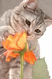 Sight of a grey cat and orange rose