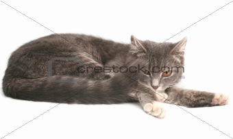 Sight of a small grey kitten
