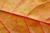 autumn leaf macro