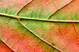 autumn leaf macro