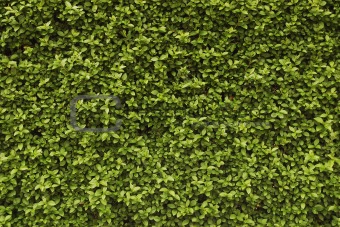 Seamless background - hedge