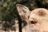 Eye and Ear of a Deer