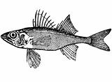 Fish Percarina Demidoffi nordm. (latin) Illustration