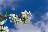 Cherry tree flowers on branch over blue sky