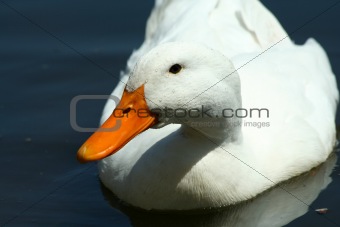 White domestic duck in a pond