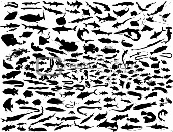 Fish In Vector