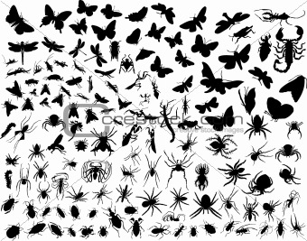 vector insects