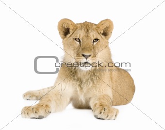 Lion cub (8 months)