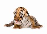 Tiger cub (4 days)