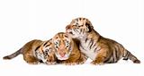 Tiger cub (4 days)
