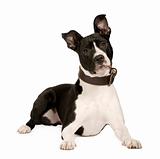 American Staffordshire terrier (8 months)