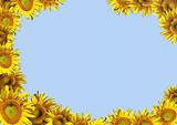 Background - decorative framework from sunflowers