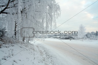 White winter