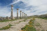 Row of ancient roman columns in Volubilis