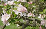 old apple tree blossoming