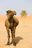  Camel in Sahara