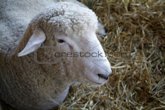 Sheep Resting in the Hay