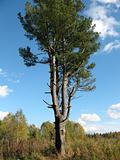 Pine-tree.