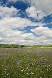 Amazing bluebell field with cloudy sky