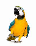 Young Blue-and-yellow Macaw - Ara ararauna (8 months)