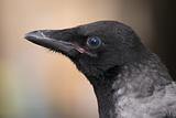 Crow nestling close up