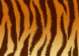 Structure for a background - a fluffy skin of a tiger