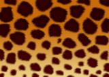 Structure for a background - a fluffy skin of a leopard