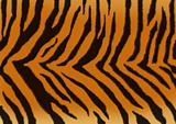 Texture for a background - a fluffy skin of a tiger