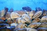 Live Sea Shells
