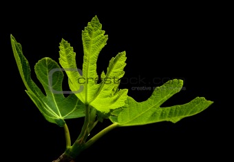 common fig (Ficus carica) young leave
