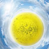 rapeseed planet
