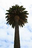 Tropical Palm Tree